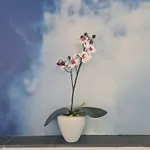 Apartmán Pflueger Mit Terrasse