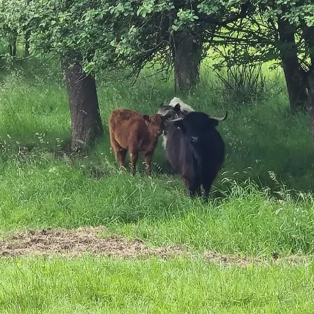 Apartamento Pflüger Mit Terrasse