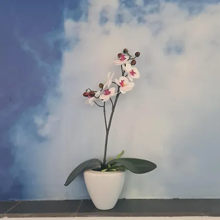 Pflüger Mit Terrasse